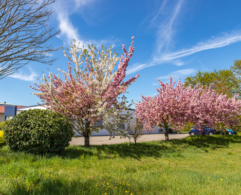 Blick auf Bäume mit rosafarbenen Blüten mit Gebäuden des Gewerbegebiets am Hecklehamm im Hintergrund