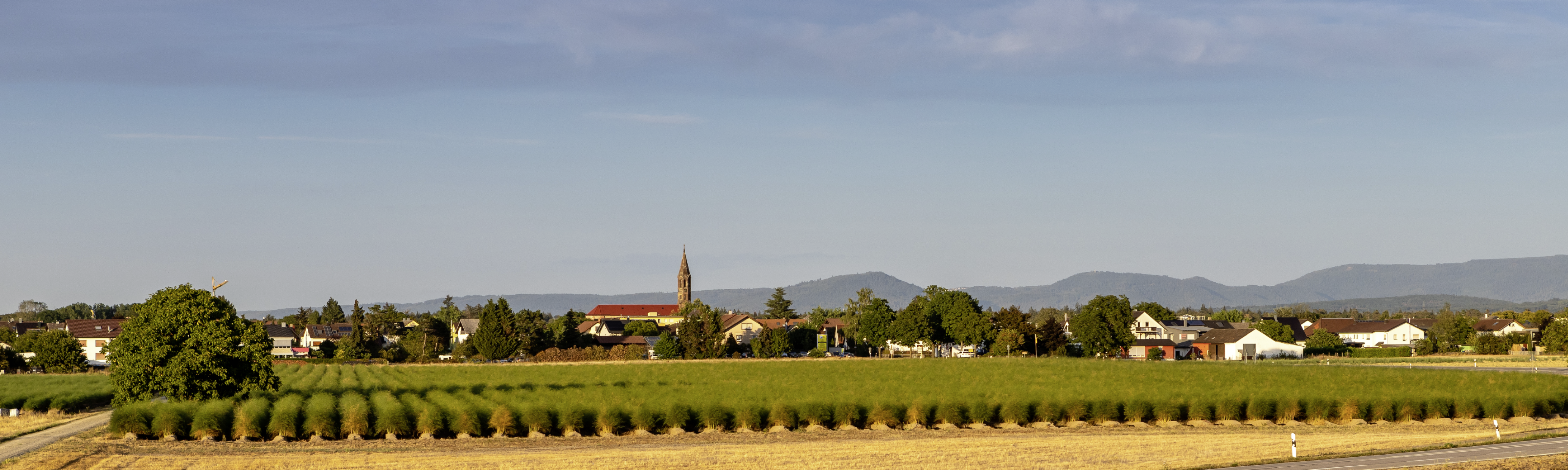 Blick auf Spargelfelder mit Hügelsheim im Hintergrund